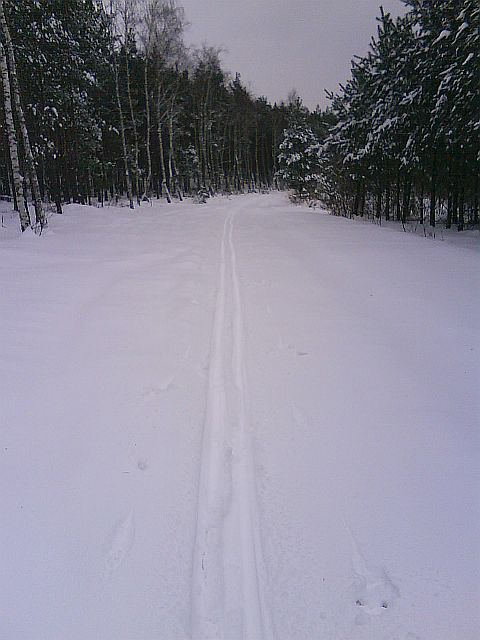 Puszcza S�upecka - 10.01.2010