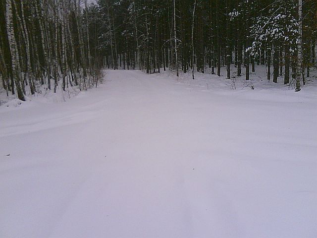 Puszcza S�upecka - 10.01.2010