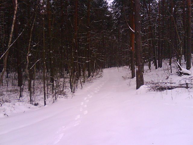 Puszcza S�upecka - 10.01.2010