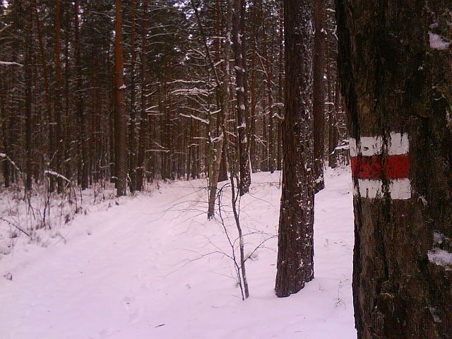 Puszcza S�upecka - 10.01.2010