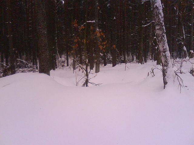 Puszcza S�upecka - 10.01.2010