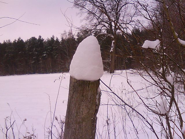 Puszcza S�upecka - 10.01.2010