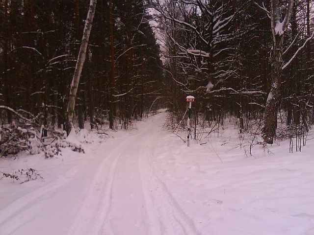 Puszcza S�upecka - 10.01.2010