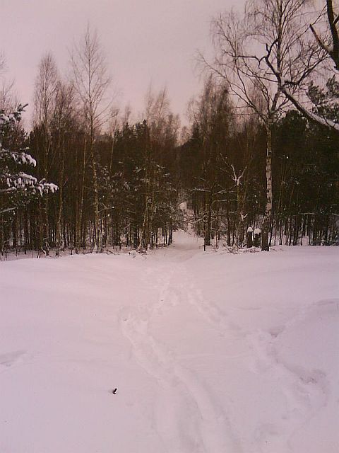 Puszcza S�upecka - 10.01.2010