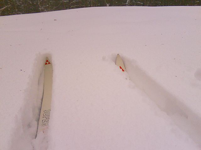 Puszcza S�upecka - 10.01.2010