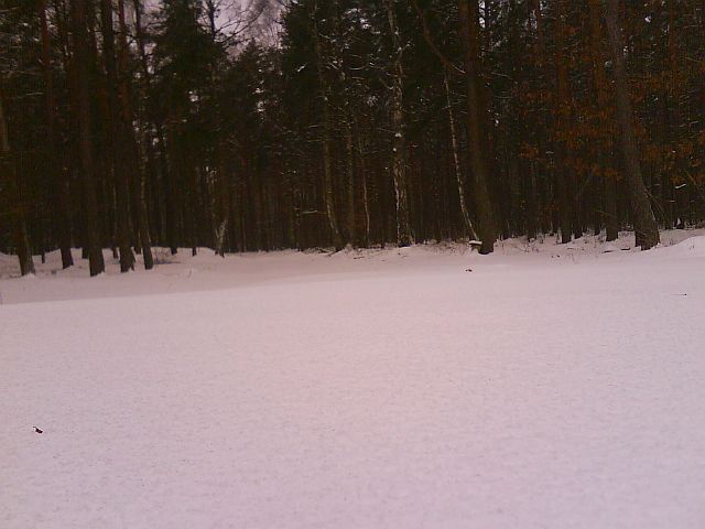 Puszcza S�upecka - 10.01.2010