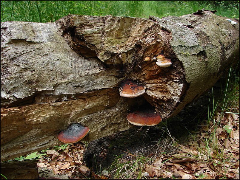 Dziesi�� starych ko�cio��w i jeden megalit