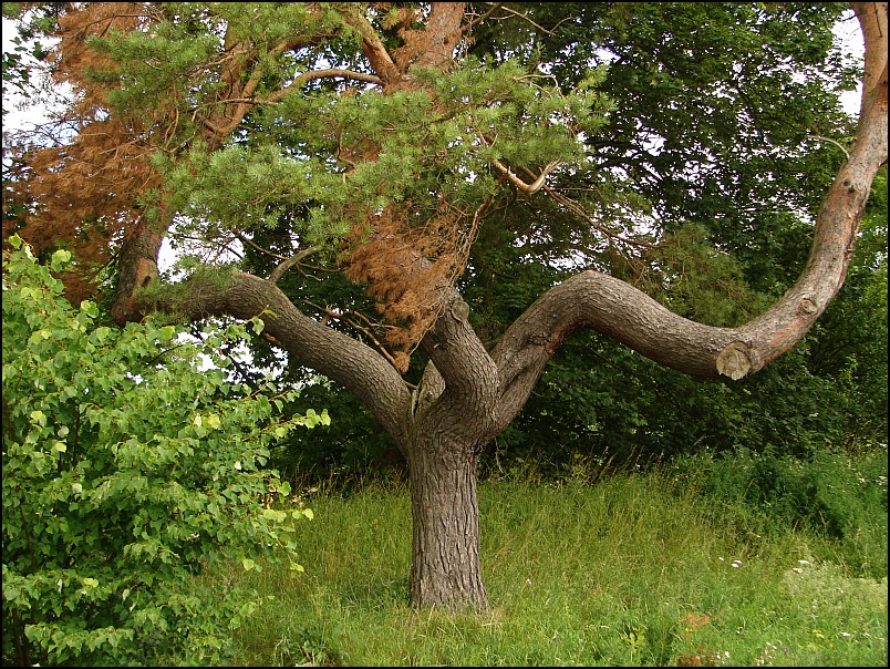 Dziesi�� starych ko�cio��w i jeden megalit